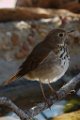 Hermit Thrush 2013-12-15_6